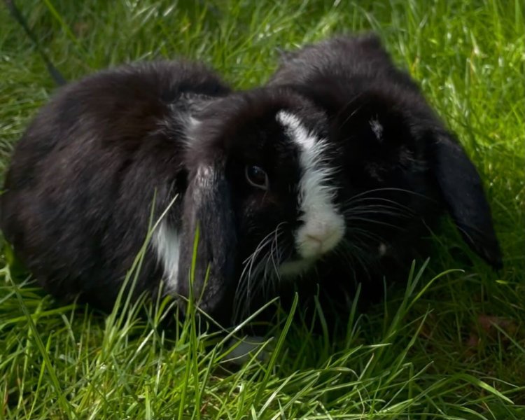 Mini-Lop Zwergkaninchen Weibchen sucht neues Zuhause