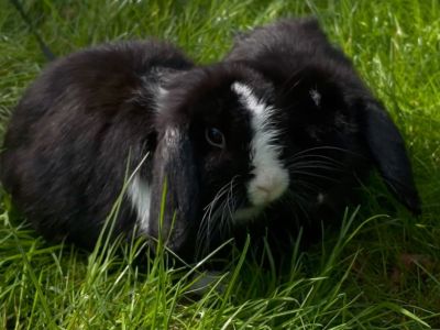 Mini-Lop Zwergkaninchen Weibchen sucht neues Zuhause