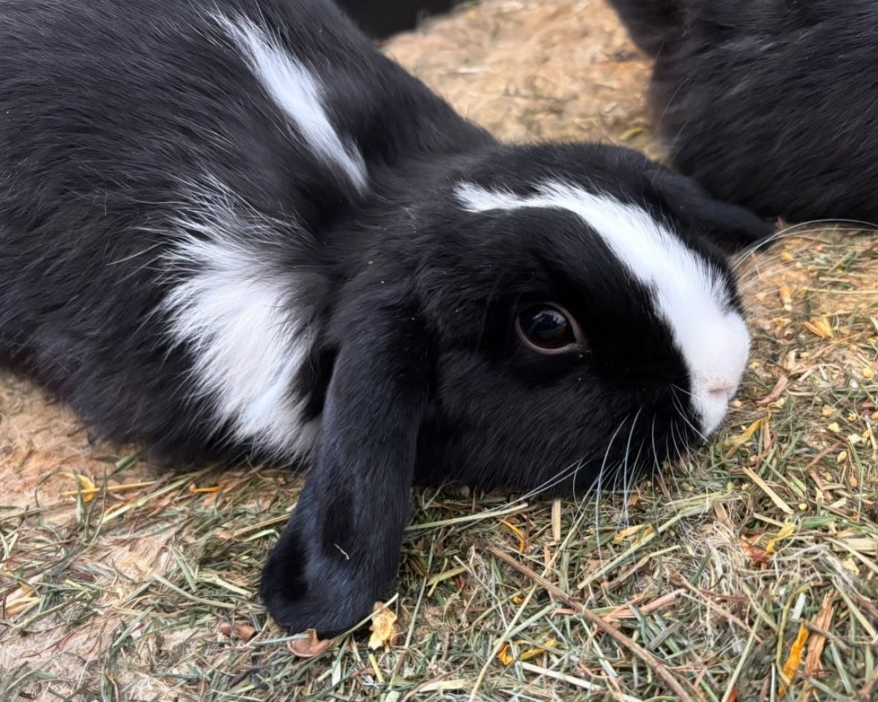 Mini-Lop Zwergkaninchen Weibchen sucht neues Zuhause