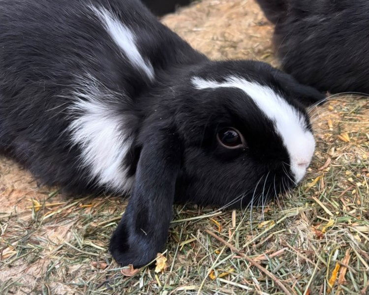 Mini-Lop Zwergkaninchen Weibchen sucht neues Zuhause