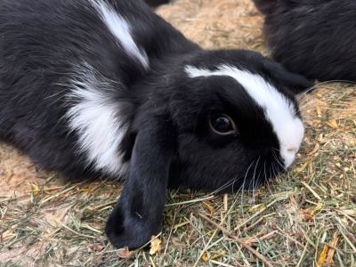 Mini-Lop Zwergkaninchen Weibchen sucht neues Zuhause