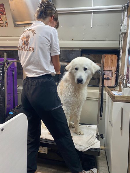 Mobiler Hundefriseur