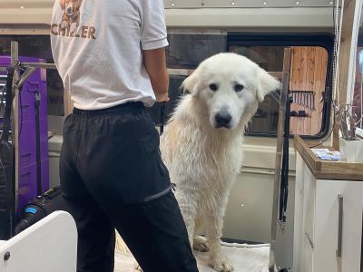 Mobiler Hundefriseur