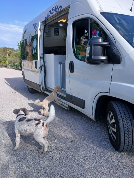 Mobiler Hundefriseur