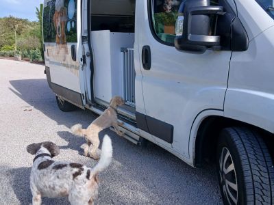 Mobiler Hundefriseur