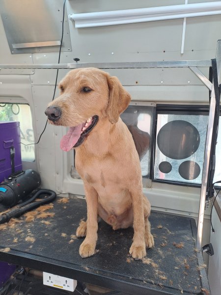 Mobiler Hundefriseur