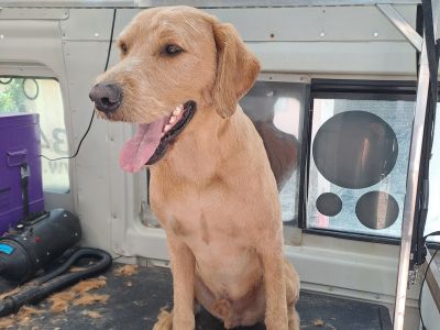 Mobiler Hundefriseur