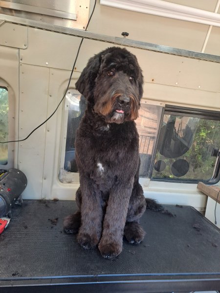 Mobiler Hundefriseur