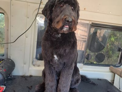 Mobiler Hundefriseur