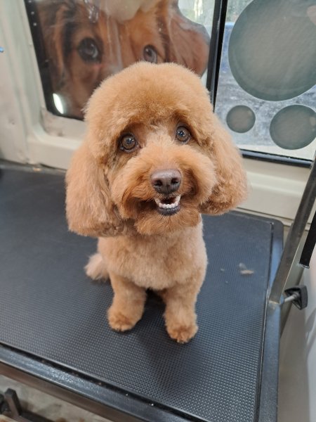 Mobiler Hundefriseur