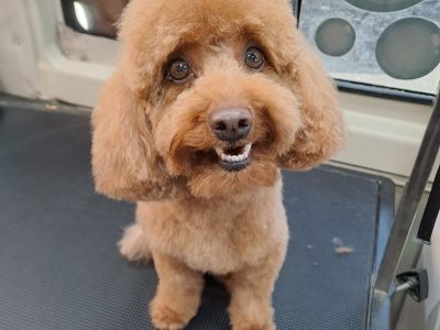Mobiler Hundefriseur