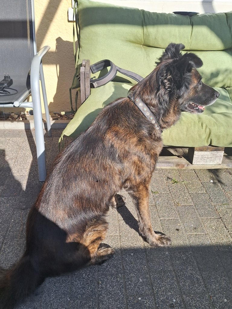 Mobiler Hundefriseur oder bei mir in Sineu