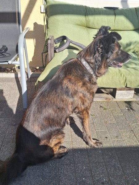 Mobiler Hundefriseur oder bei mir in Sineu