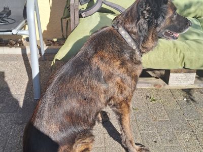 Mobiler Hundefriseur oder bei mir in Sineu