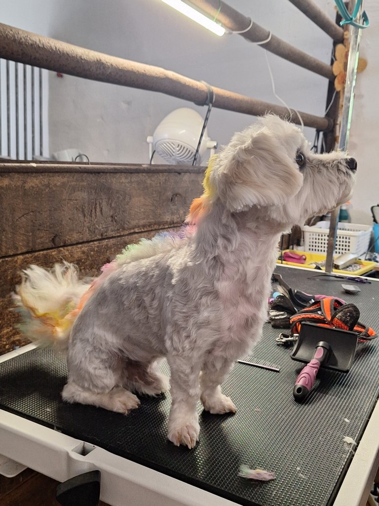 Mobiler Hundefriseur oder bei mir in Sineu