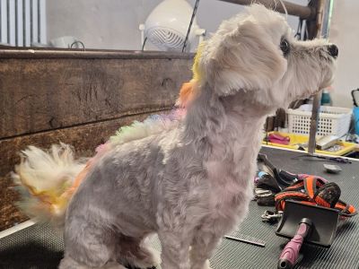 Mobiler Hundefriseur oder bei mir in Sineu