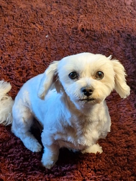Mobiler Hundefriseur oder bei mir in Sineu