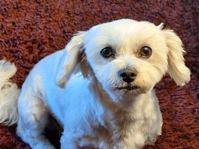 Mobiler Hundefriseur oder bei mir in Sineu
