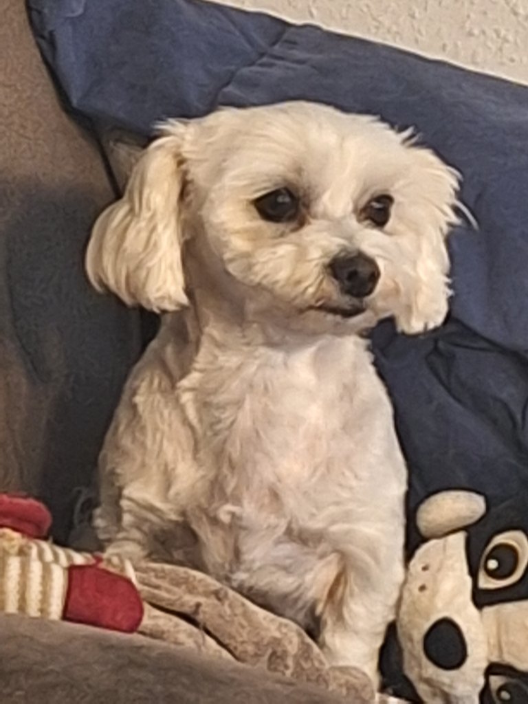 Mobiler Hundefriseur oder bei mir in Sineu