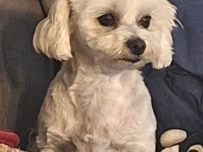 Mobiler Hundefriseur oder bei mir in Sineu