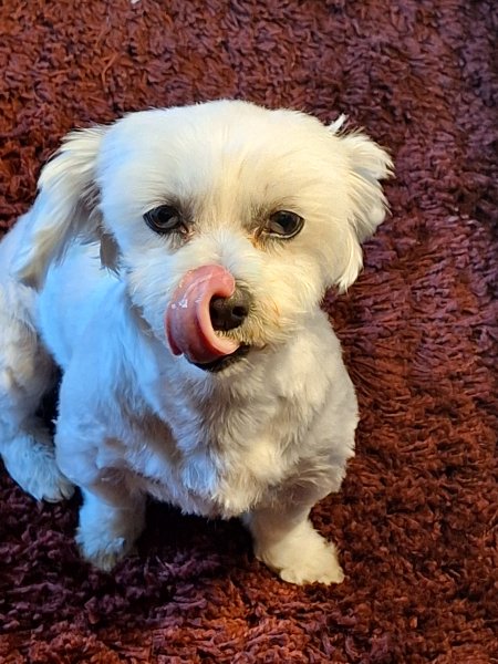 Mobiler Hundefriseur oder bei mir in Sineu