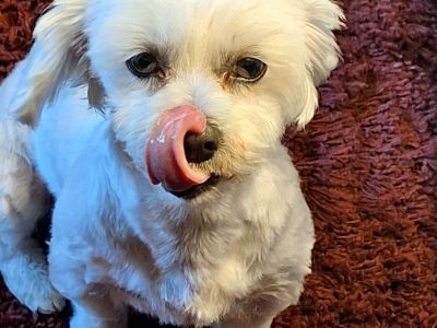 Mobiler Hundefriseur oder bei mir in Sineu