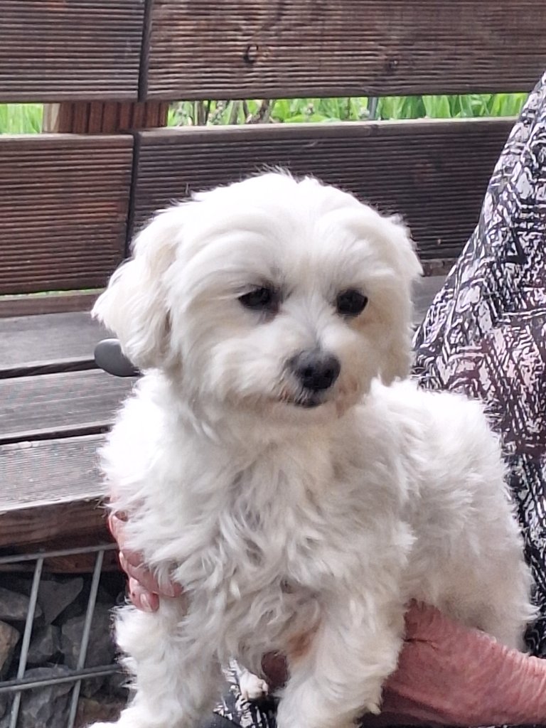 Mobiler Hundefriseur oder bei mir in Sineu