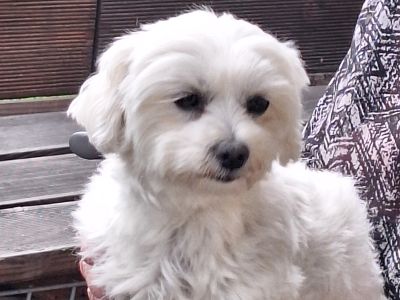 Mobiler Hundefriseur oder bei mir in Sineu
