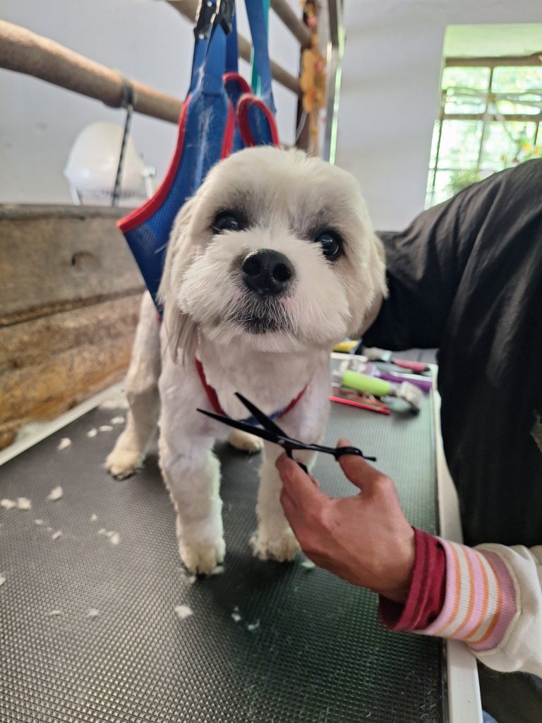Mobiler Hundefriseur oder bei mir in Sineu