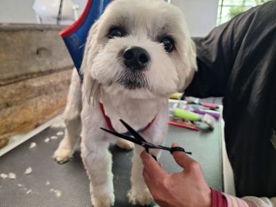 Mobiler Hundefriseur oder bei mir in Sineu