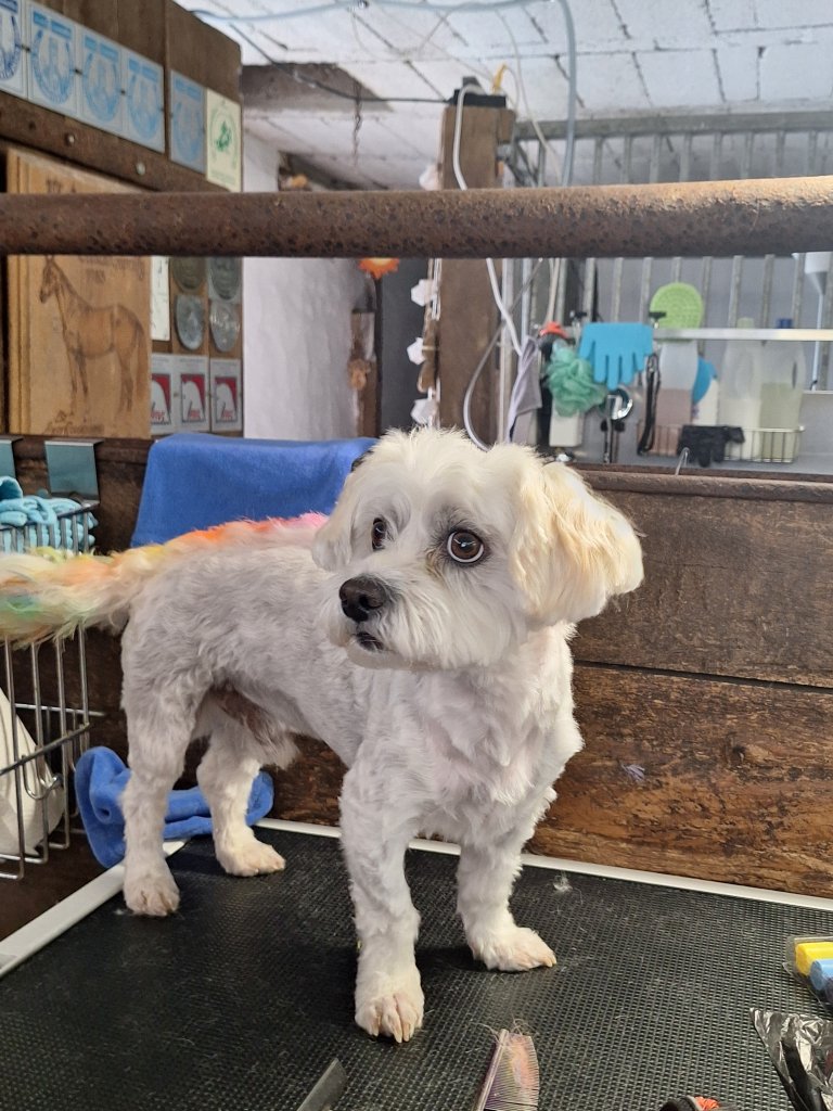 Mobiler Hundefriseur oder bei mir in Sineu