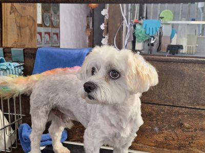 Mobiler Hundefriseur oder bei mir in Sineu