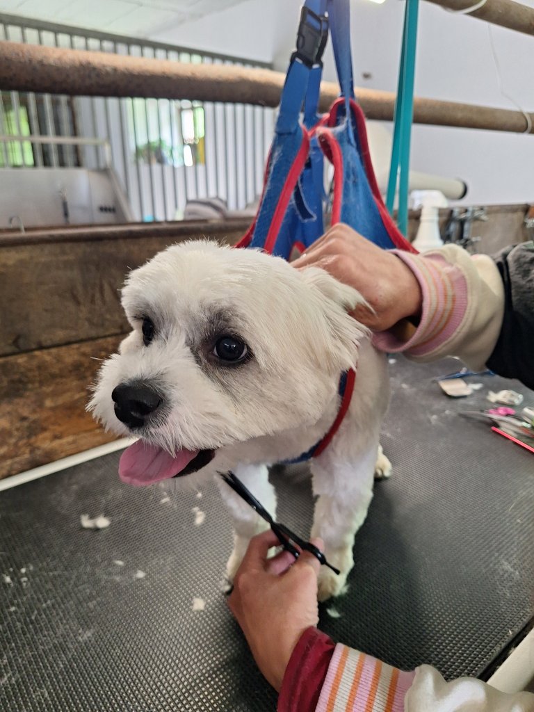 Mobiler Hundefriseur oder bei mir in Sineu