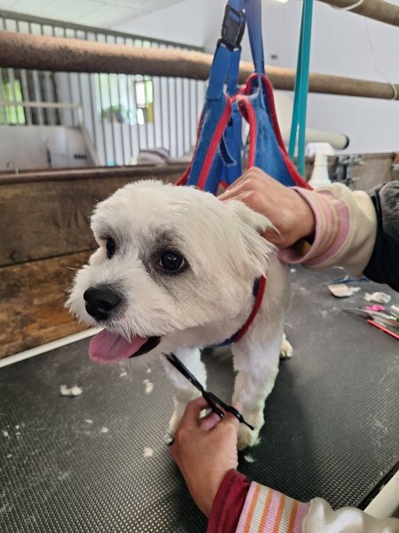 Mobiler Hundefriseur oder bei mir in Sineu