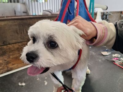 Mobiler Hundefriseur oder bei mir in Sineu