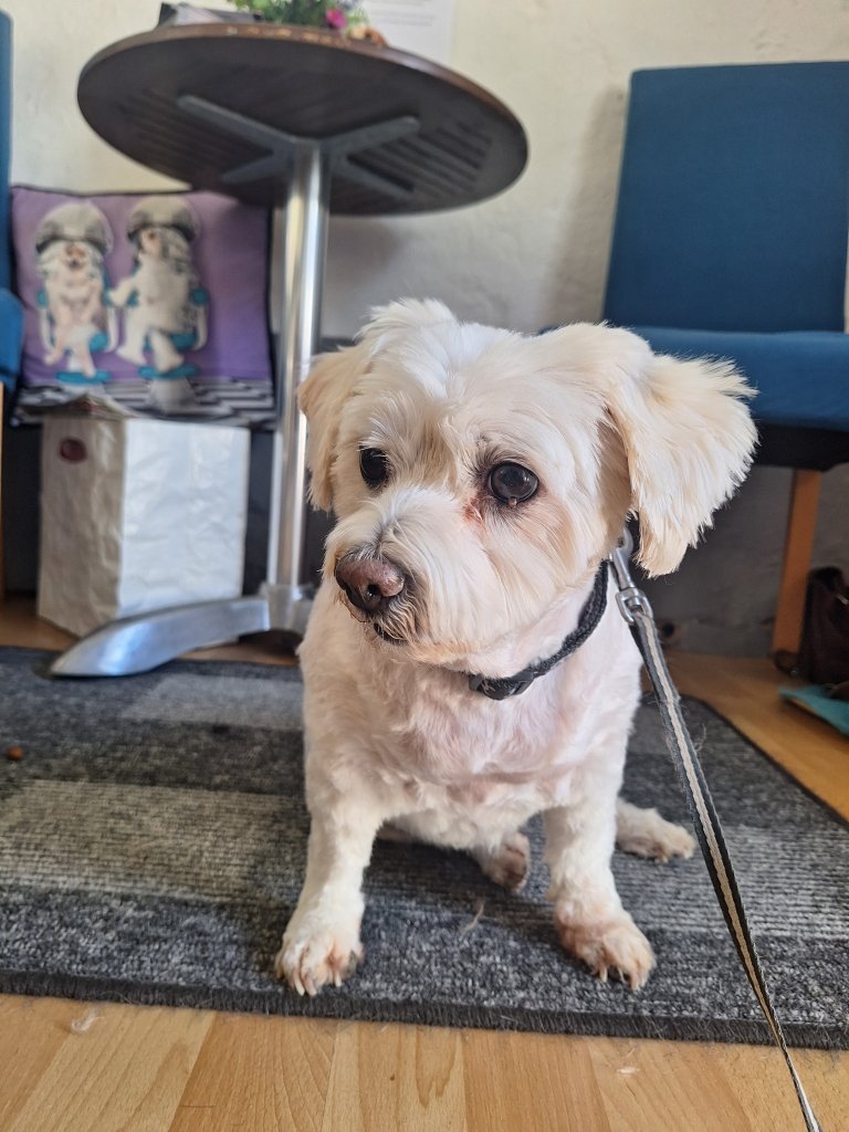 Mobiler Hundefriseur oder bei mir in Sineu