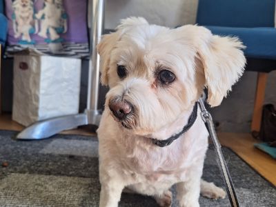 Mobiler Hundefriseur oder bei mir in Sineu