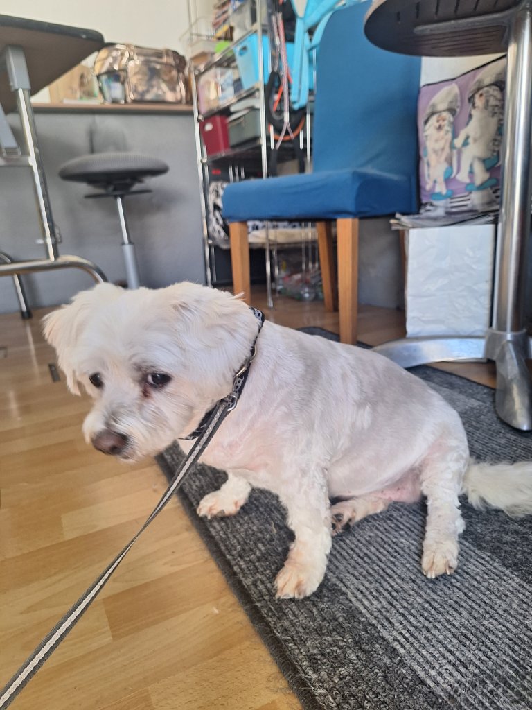 Mobiler Hundefriseur oder bei mir in Sineu