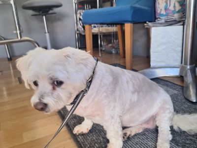 Mobiler Hundefriseur oder bei mir in Sineu