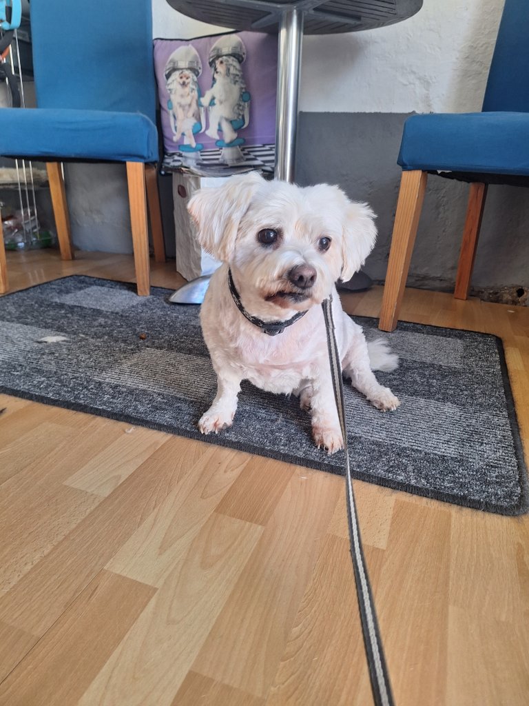 Mobiler Hundefriseur oder bei mir in Sineu