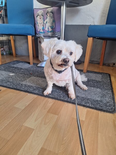 Mobiler Hundefriseur oder bei mir in Sineu