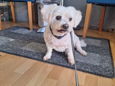 Mobiler Hundefriseur oder bei mir in Sineu