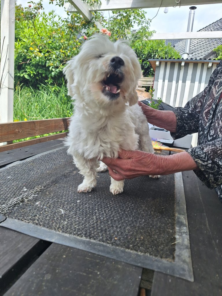 Mobiler Hundefriseur oder bei mir in Sineu