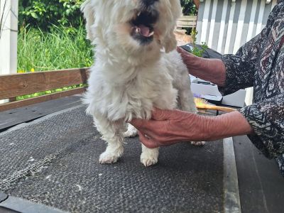 Mobiler Hundefriseur oder bei mir in Sineu