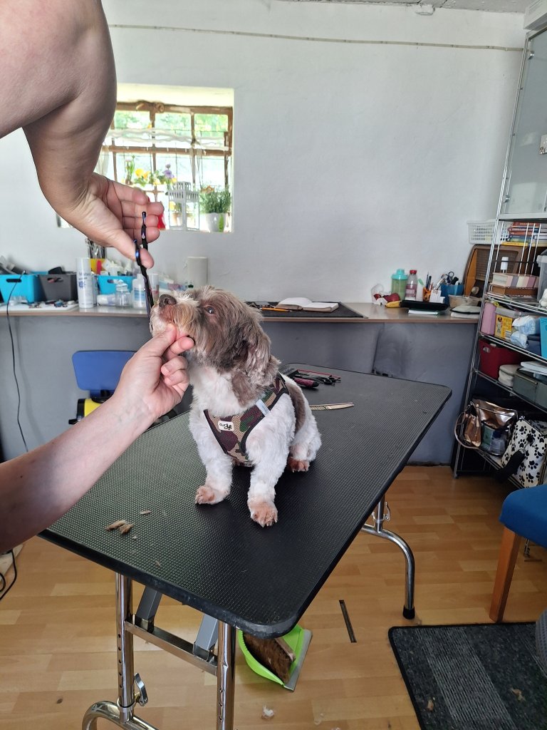 Mobiler Hundefriseur oder bei mir in Sineu