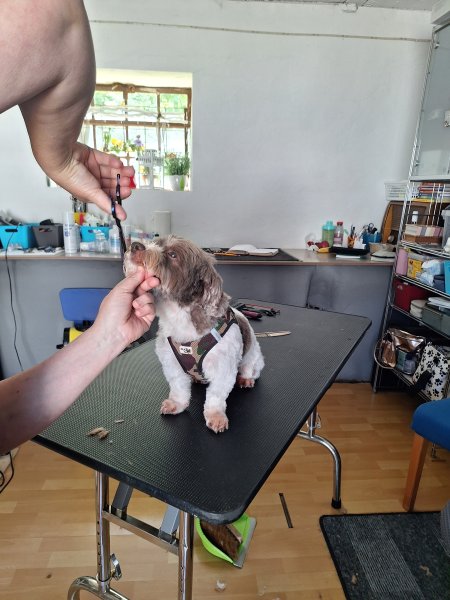 Mobiler Hundefriseur oder bei mir in Sineu