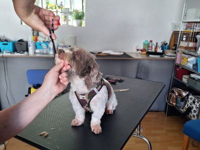 Mobiler Hundefriseur oder bei mir in Sineu
