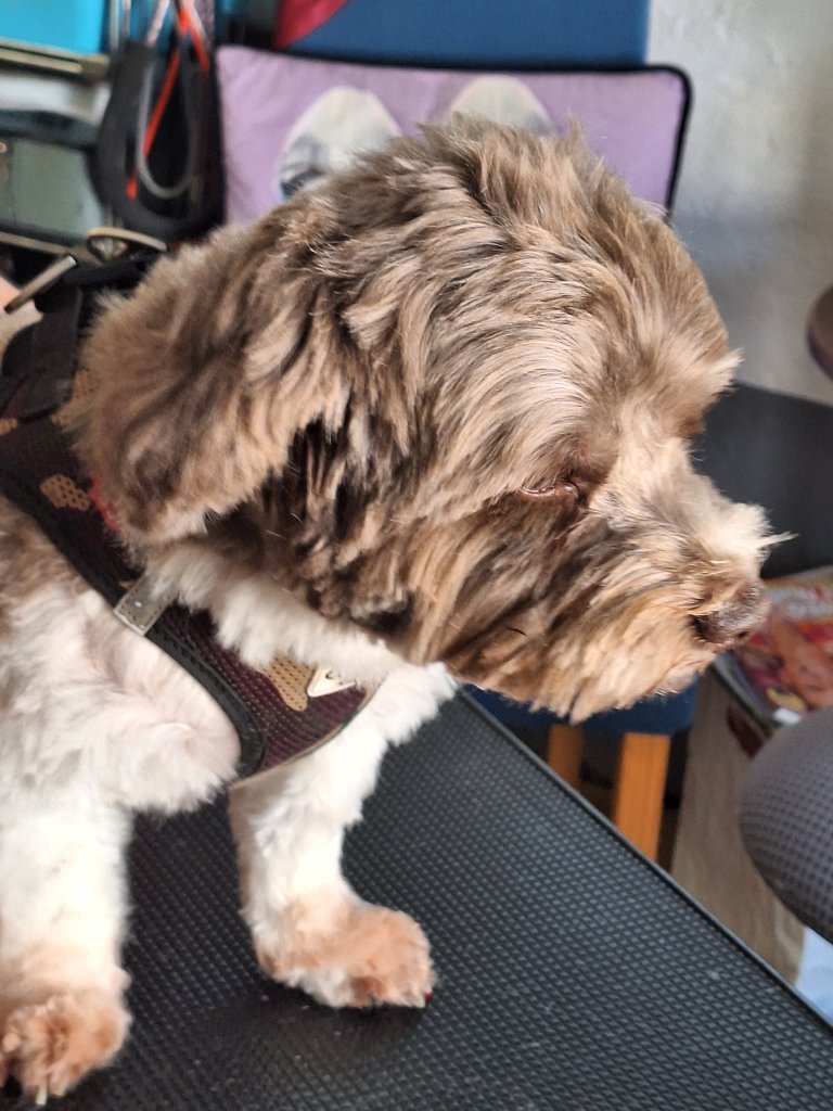 Mobiler Hundefriseur oder bei mir in Sineu