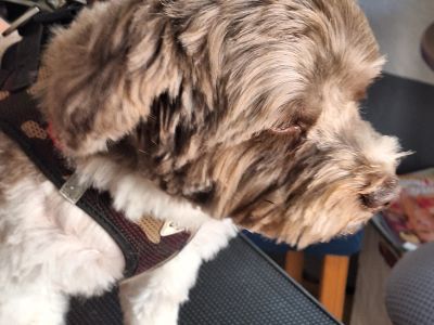 Mobiler Hundefriseur oder bei mir in Sineu