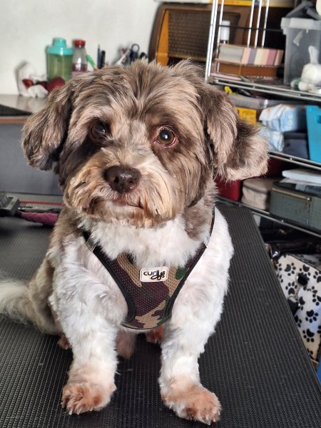 Mobiler Hundefriseur oder bei mir in Sineu